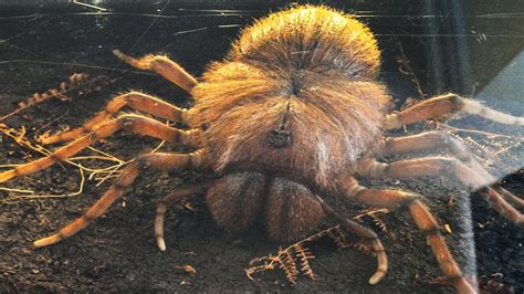 largest prehistoric spider ever found.